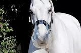 Thinline Flexible Filly Slow Feed Grazing Muzzle