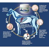 Equinety Horse XL Supplement