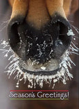 Christmas Card: Horse with Frosty Muzzle